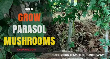 Cultivating Parasol Mushrooms: A Step-by-Step Guide to Successful Growth