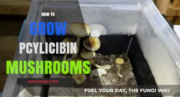 Cultivating Psilocybin Mushrooms: A Comprehensive Guide to Successful Growth