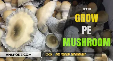 Mastering the Art of Growing Pe Mushrooms: A Step-by-Step Guide