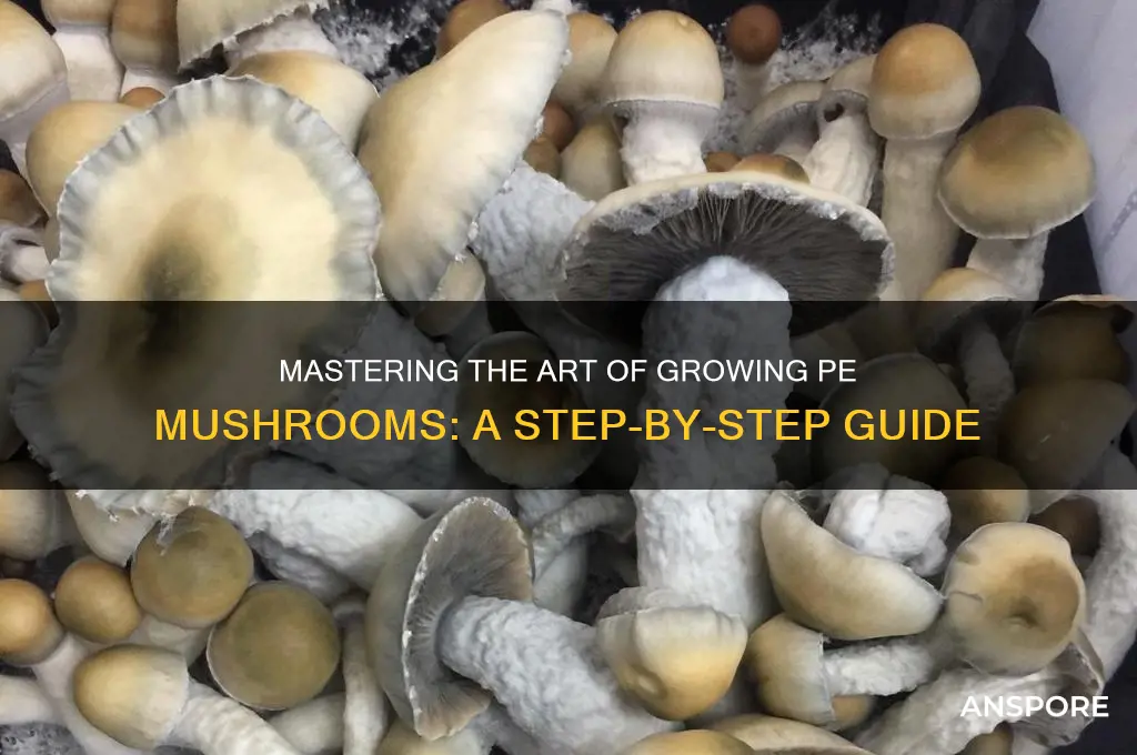 how to grow pe mushrooms