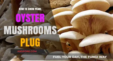 Mastering Pearl Oyster Mushroom Cultivation: A Plug-Based Growing Guide