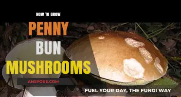 Mastering Penny Bun Mushroom Cultivation: A Step-by-Step Growing Guide