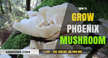 Mastering Phoenix Mushroom Cultivation: A Step-by-Step Growing Guide