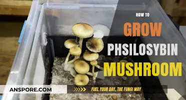 Mastering Psilocybin Mushroom Cultivation: A Comprehensive Growing Guide