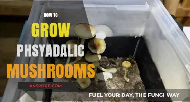 Mastering Psilocybin Cultivation: A Step-by-Step Guide to Growing Psychedelic Mushrooms
