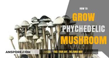 Cultivating Psychedelic Mushrooms: A Comprehensive Guide to Growing Techniques