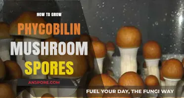 Mastering Phycobilin Mushroom Cultivation: A Step-by-Step Spores Guide