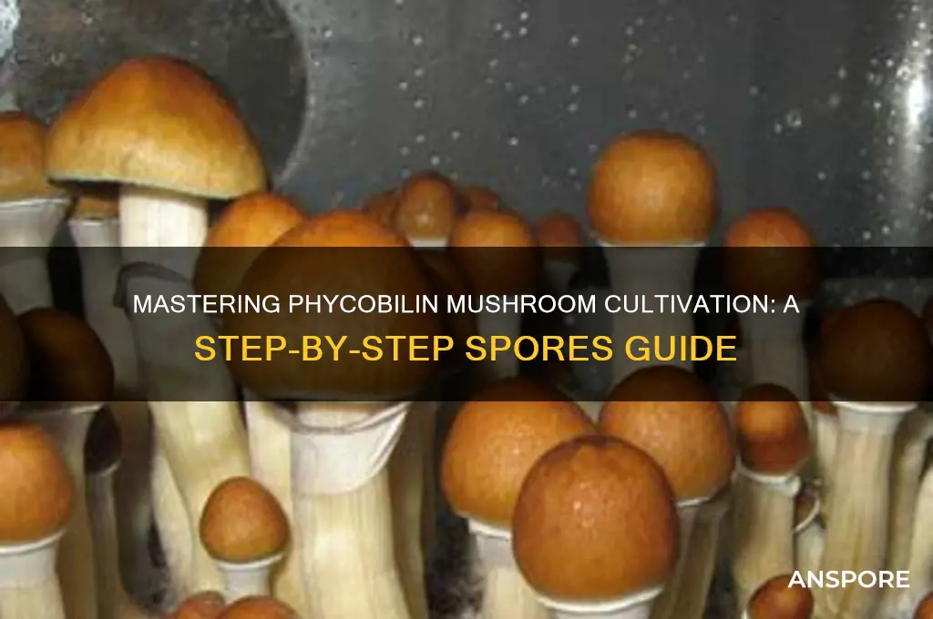 how to grow phycobilin mushroom spores