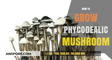 Mastering Psychedelic Mushroom Cultivation: A Comprehensive Step-by-Step Guide
