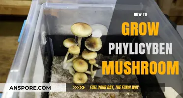 Mastering Psilocybin Mushroom Cultivation: A Step-by-Step Growing Guide