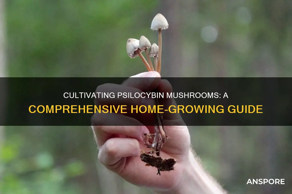 how to grow phylociben mushrooms at home
