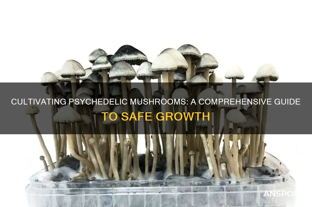 how to grow physcadelic mushrooms