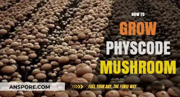 Mastering Physcode Mushroom Cultivation: A Step-by-Step Growing Guide