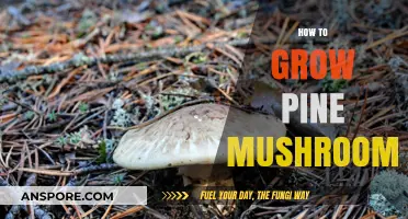 Mastering the Art of Growing Pine Mushrooms: A Step-by-Step Guide