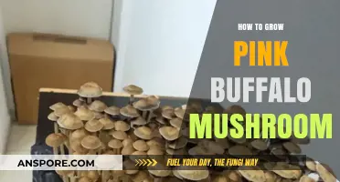 Cultivating Vibrant Pink Buffalo Mushrooms: A Step-by-Step Growing Guide
