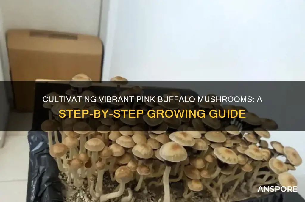how to grow pink buffalo mushrooms
