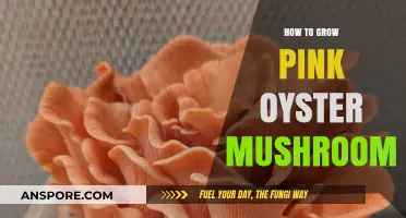 Mastering Pink Oyster Mushroom Cultivation: Simple Steps for Abundant Harvests
