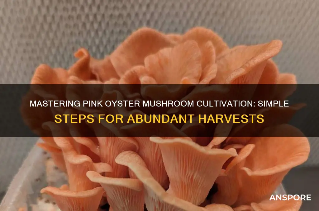 how to grow pink oyster mushroom