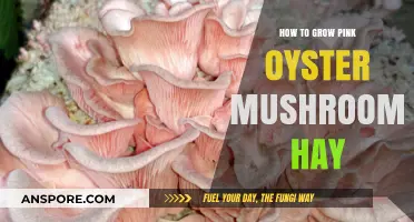 Growing Pink Oyster Mushrooms on Hay: A Step-by-Step Guide