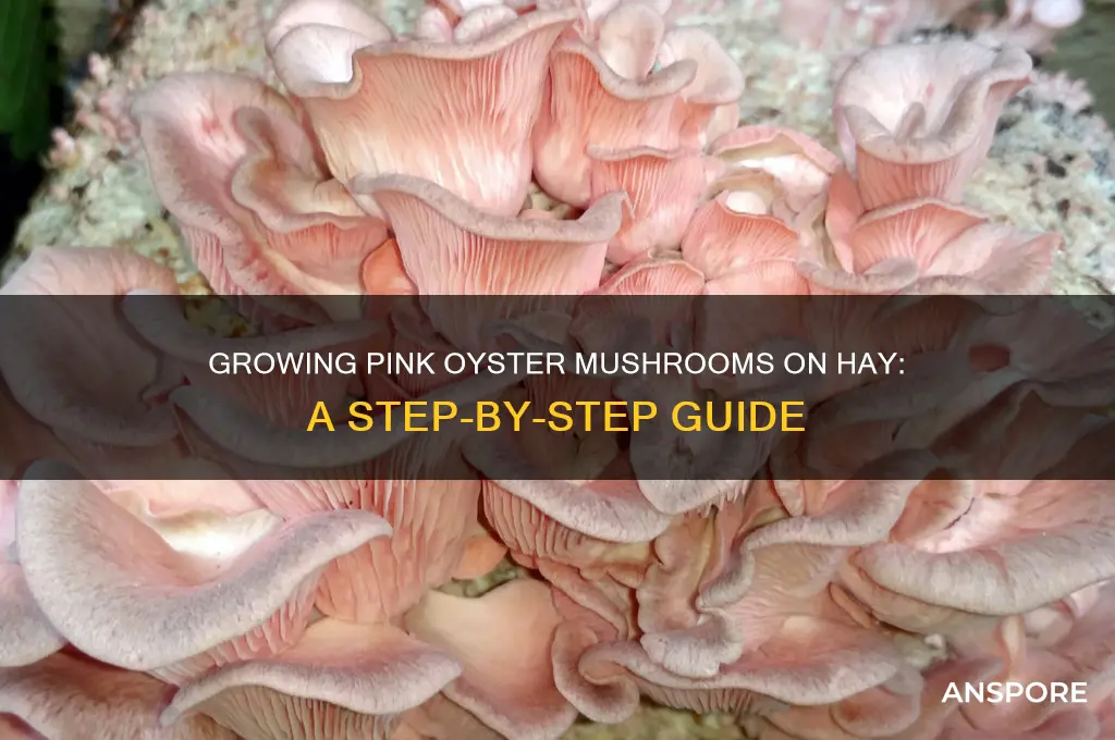 how to grow pink oyster mushrooms hay