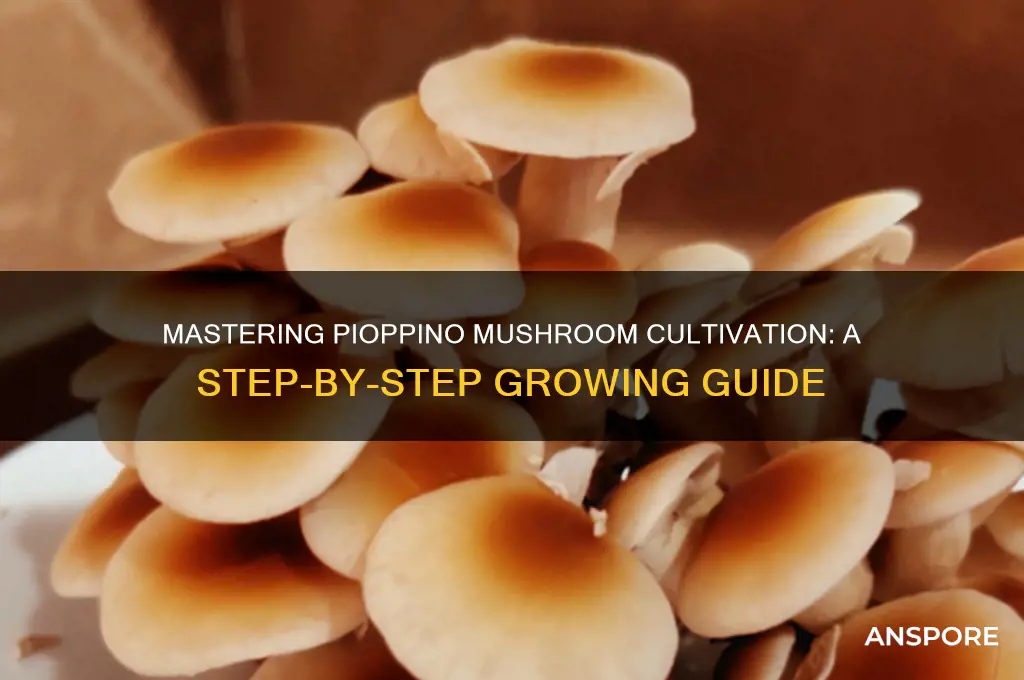 how to grow pioppino mushroom