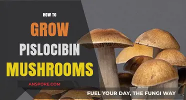 Mastering Psilocybin Mushroom Cultivation: A Comprehensive Growing Guide