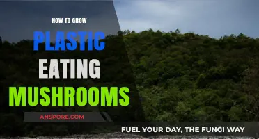 Cultivating Plastic-Eating Mushrooms: A Sustainable Solution for Waste Reduction