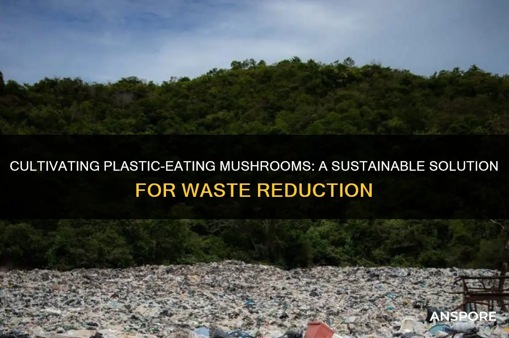 how to grow plastic eating mushrooms