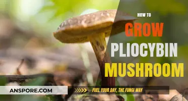Cultivating Psilocybin Mushrooms: A Comprehensive Guide to Successful Growth