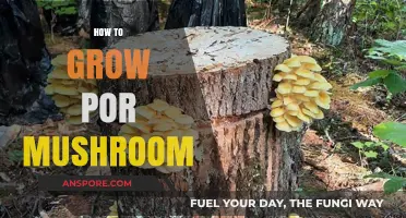 Mastering Por Mushroom Cultivation: Simple Steps for a Bountiful Harvest