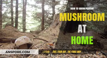 Mastering Porcini Mushroom Cultivation: A Beginner's Guide to Home Growing