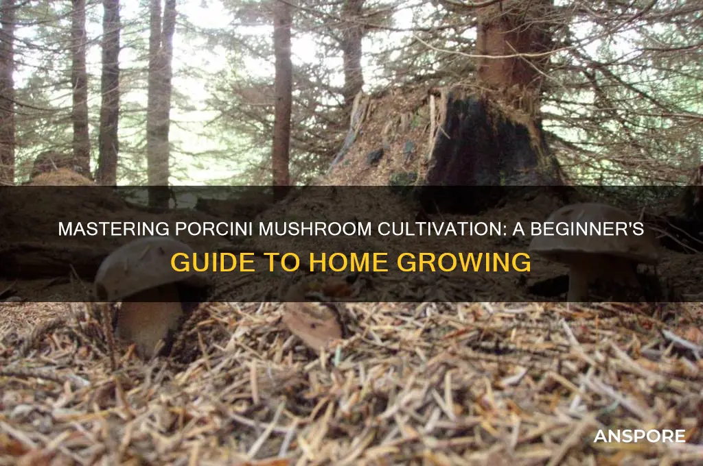 how to grow porcini mushrooms at home