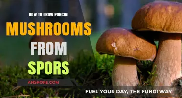 Mastering Porcini Mushroom Cultivation: A Step-by-Step Guide to Growing from Spores