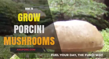 Mastering Porcini Mushroom Cultivation: A Step-by-Step Growing Guide