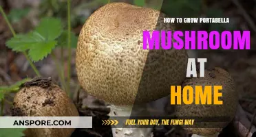 Mastering Portabella Mushroom Cultivation: A Beginner's Guide to Home Growing