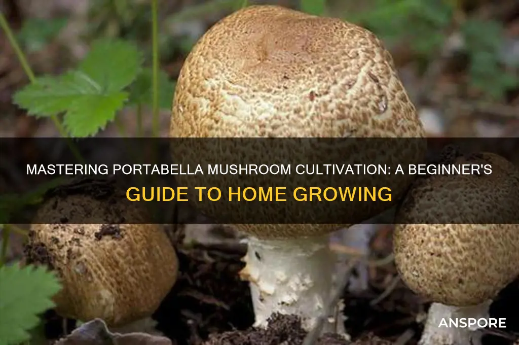 how to grow portabella mushrooms at home