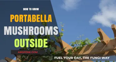 Growing Portabella Mushrooms Outdoors: A Step-by-Step Guide for Beginners