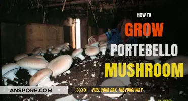Mastering Portebello Mushroom Cultivation: A Step-by-Step Growing Guide