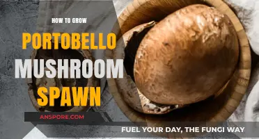 Mastering Portobello Mushroom Spawn: A Step-by-Step Growing Guide