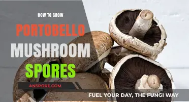 Mastering Portobello Mushroom Cultivation: A Guide to Growing Spores