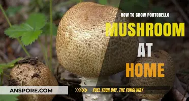 Mastering Portobello Mushroom Cultivation: A Beginner's Guide to Home Growing
