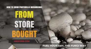 Growing Portobello Mushrooms: A Simple Guide Using Store-Bought Varieties