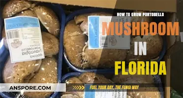 Growing Portobello Mushrooms in Florida: A Step-by-Step Guide
