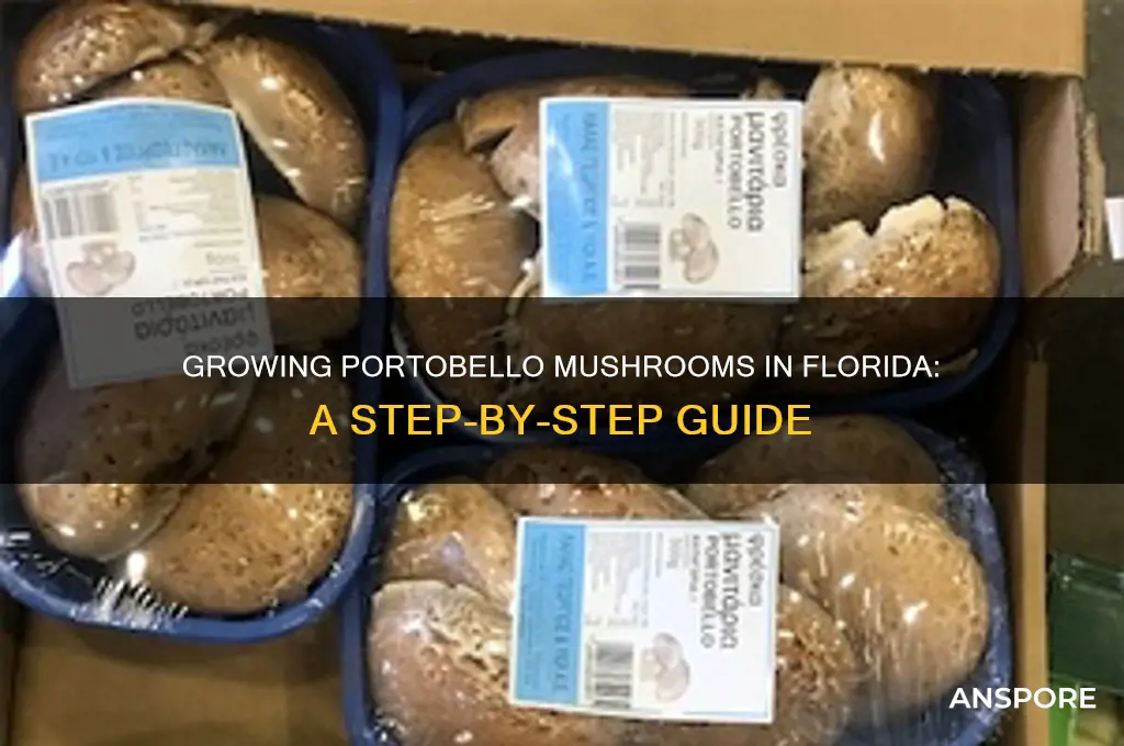 how to grow portobello mushrooms in florida