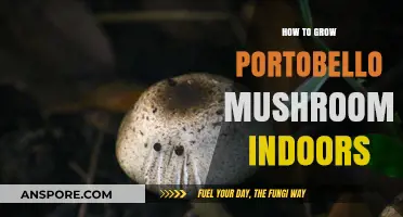 Mastering Indoor Portobello Mushroom Cultivation: A Step-by-Step Guide