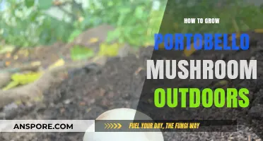 Growing Portobello Mushrooms Outdoors: A Step-by-Step Guide for Beginners