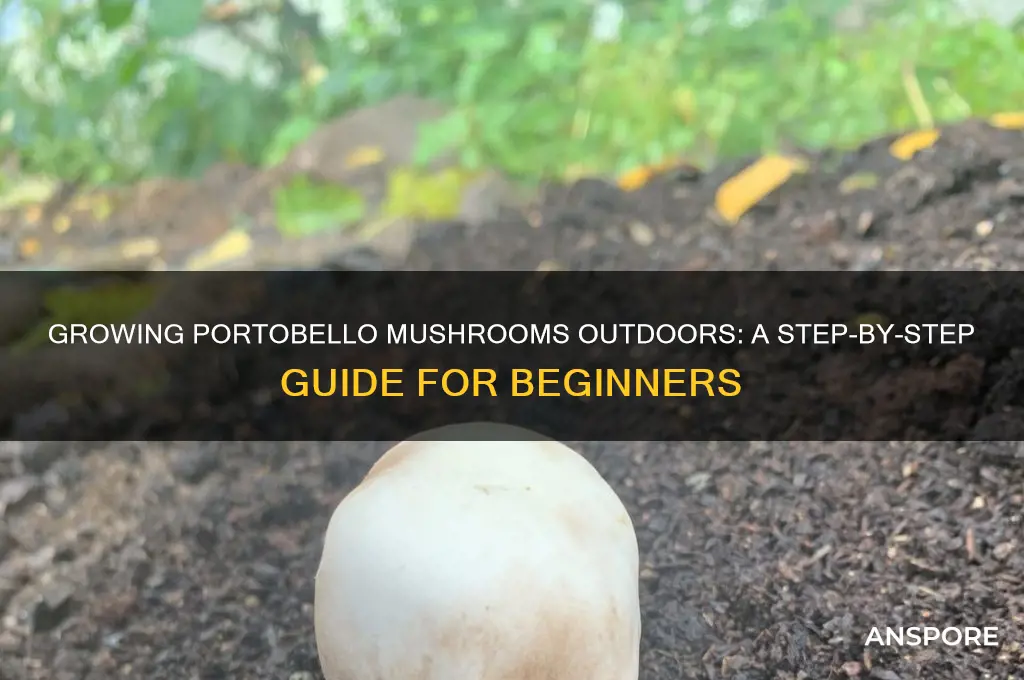 how to grow portobello mushrooms outdoors