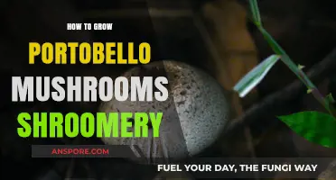 Mastering Portobello Mushroom Cultivation: A Shroomery Guide for Beginners