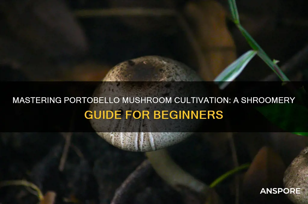 how to grow portobello mushrooms shroomery