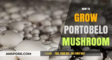 Mastering Portobello Mushroom Cultivation: A Step-by-Step Growing Guide